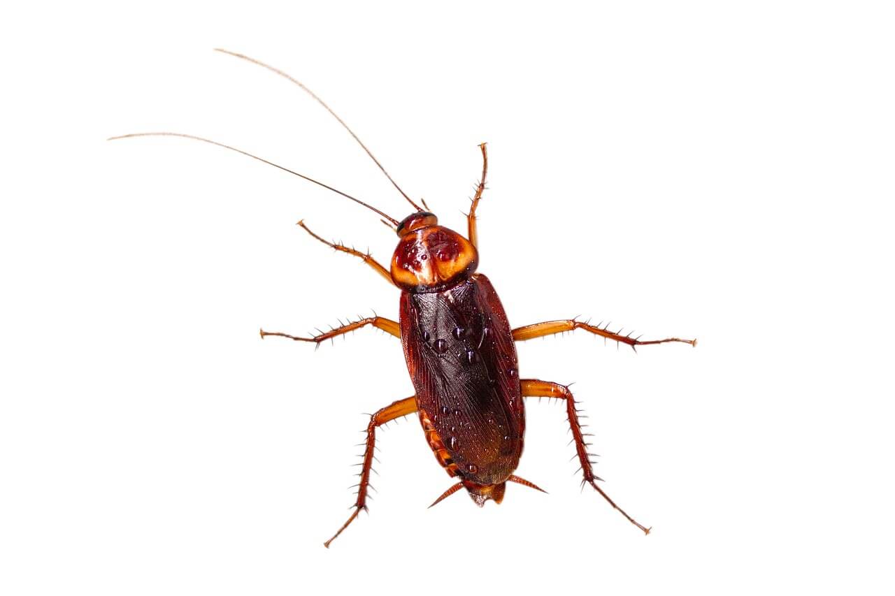 London Pest Control